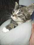 Kocurek do adopcji