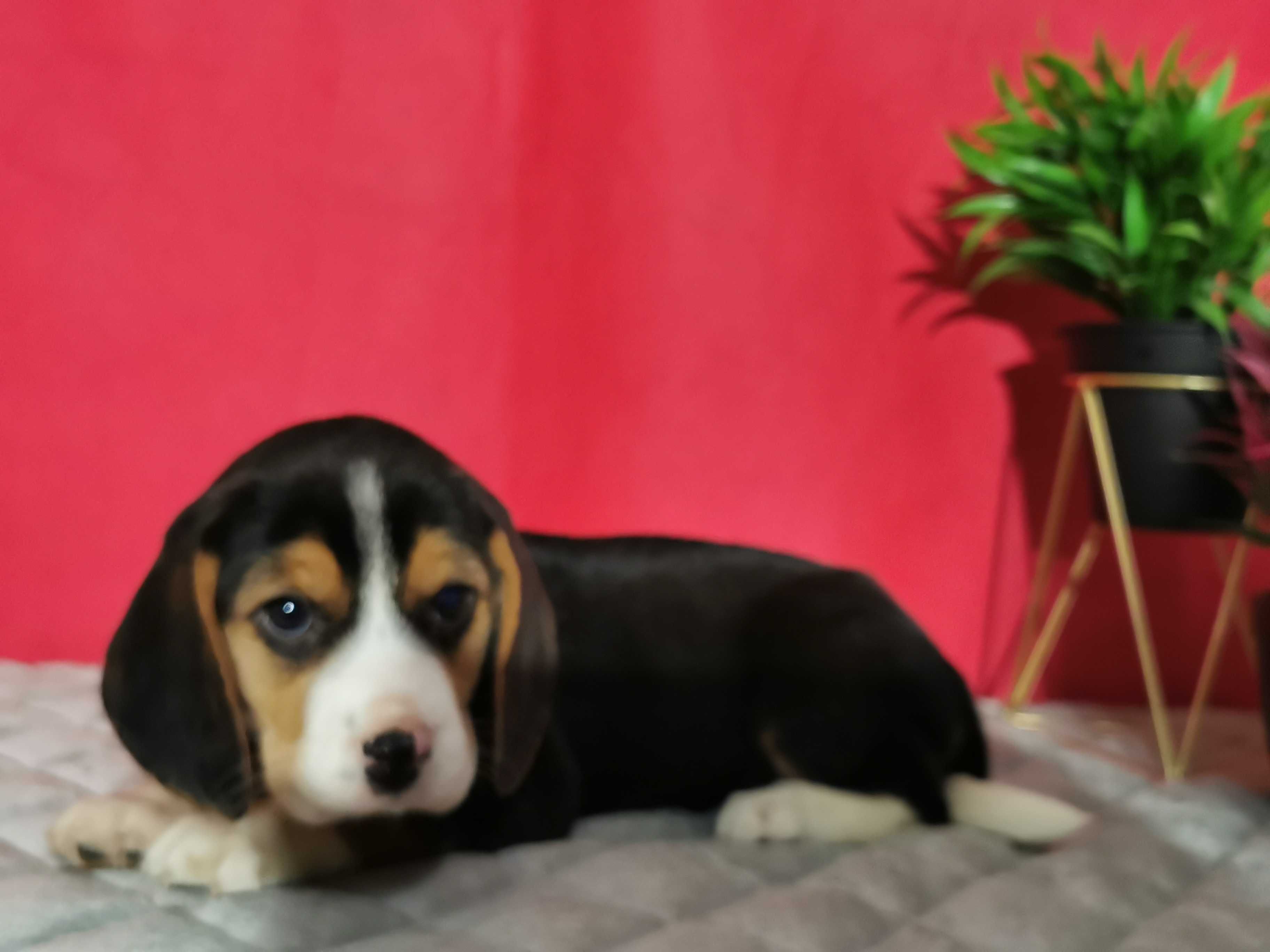 Beagle suczka 8 tygodni