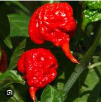 Najostrzejsza papryka na świecie - Carolina Reaper