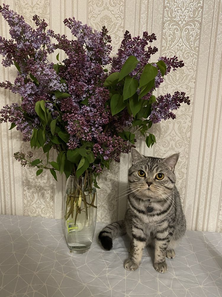 Вязка жукаємо наречену для котика