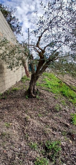 Vendo oliveiras centenárias