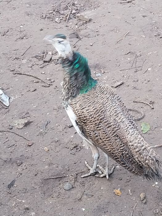 Sprzedam samca indyjskiego