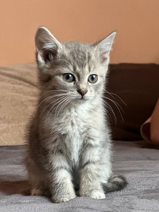 Віддам котиків в добрі руки (безплатно)