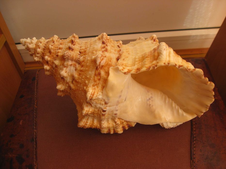 Ракушки морские 2 шт