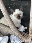 Gatinhos procuram familia :)