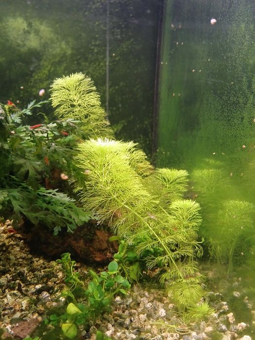 Plantas para Aquário