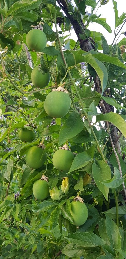 Насіння семена пассифлори маракуйя