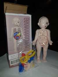 Тело человека набор для изучения детский медицинский