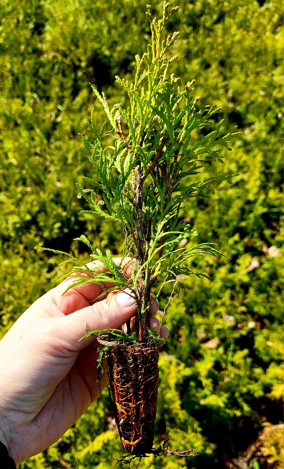 Tuja Szmaragd sadzonki ukorzeniona 15cm Tuje Wysyłka