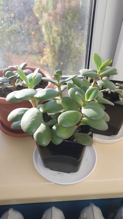 Грошове дерево толстянка