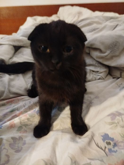Котенята 4 міс. Дворяни.