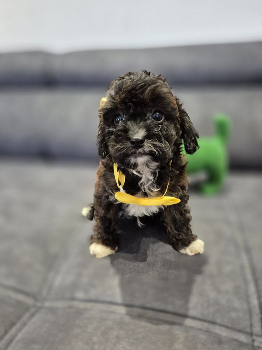 Cavapoo f1b piesek badania ! Sobolowy