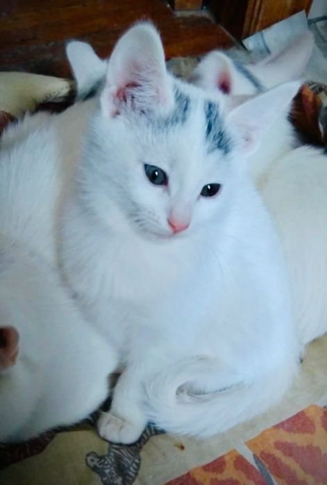 Білосніжні хлопчик та 2 дівчинки-кошенята (2,5міс) шукають добрі руки!