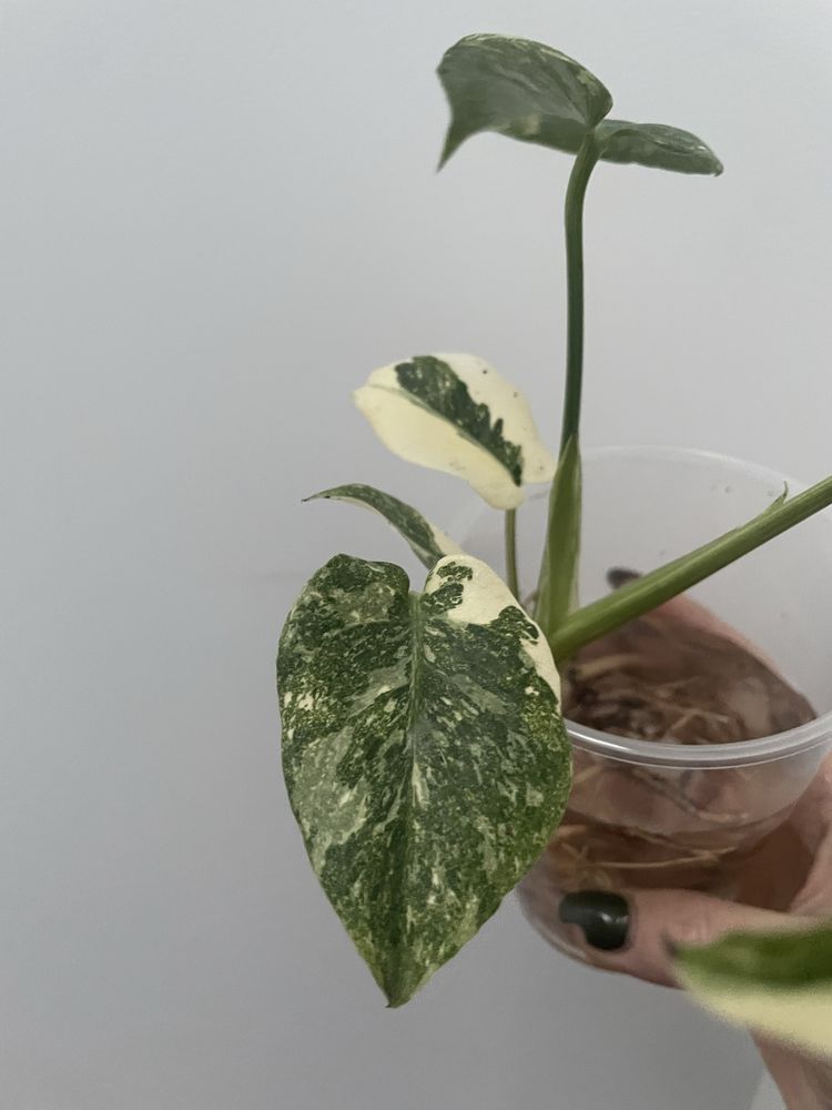 RARA - Monstera Platinum