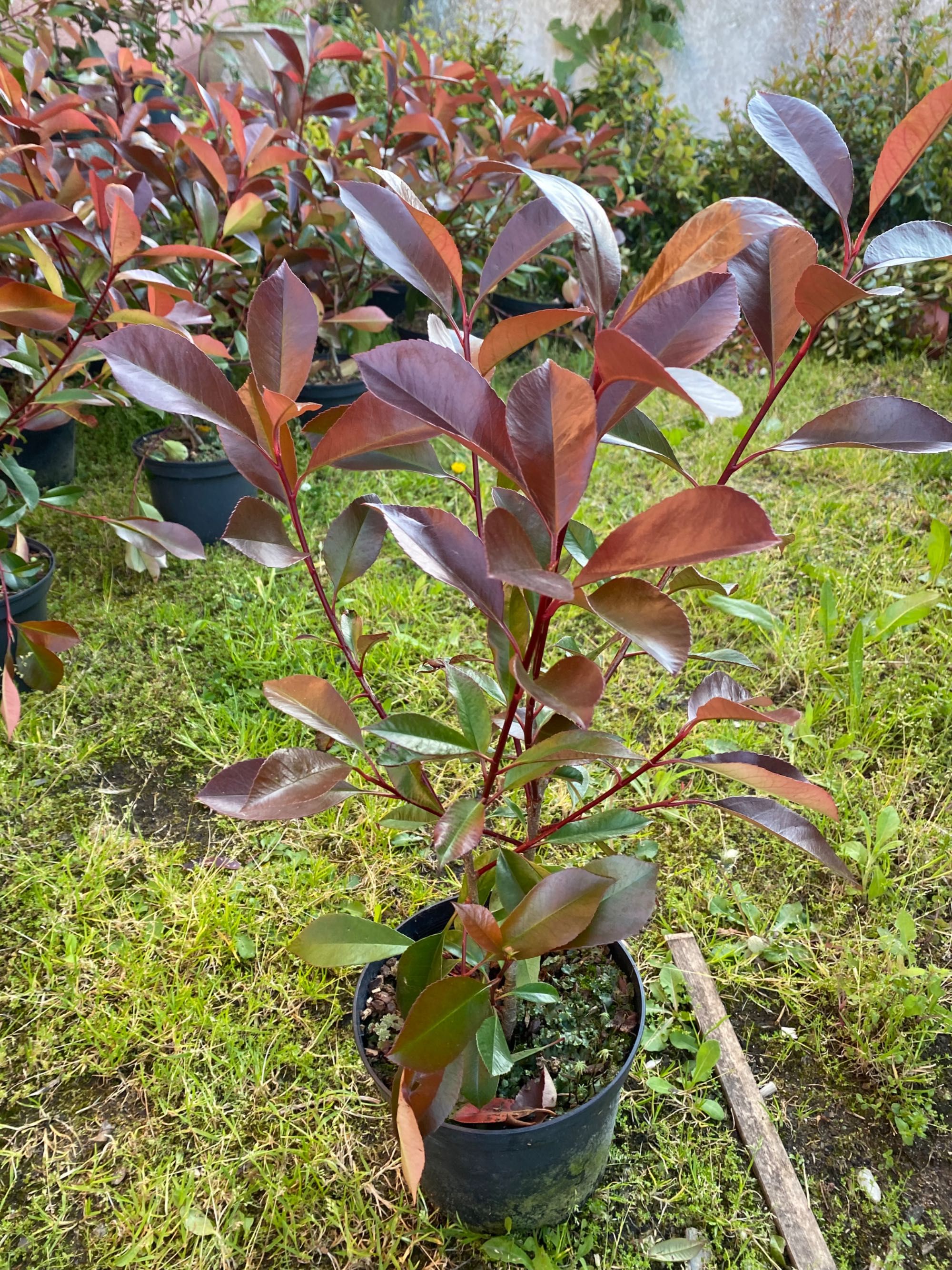 Fotini ou photinia