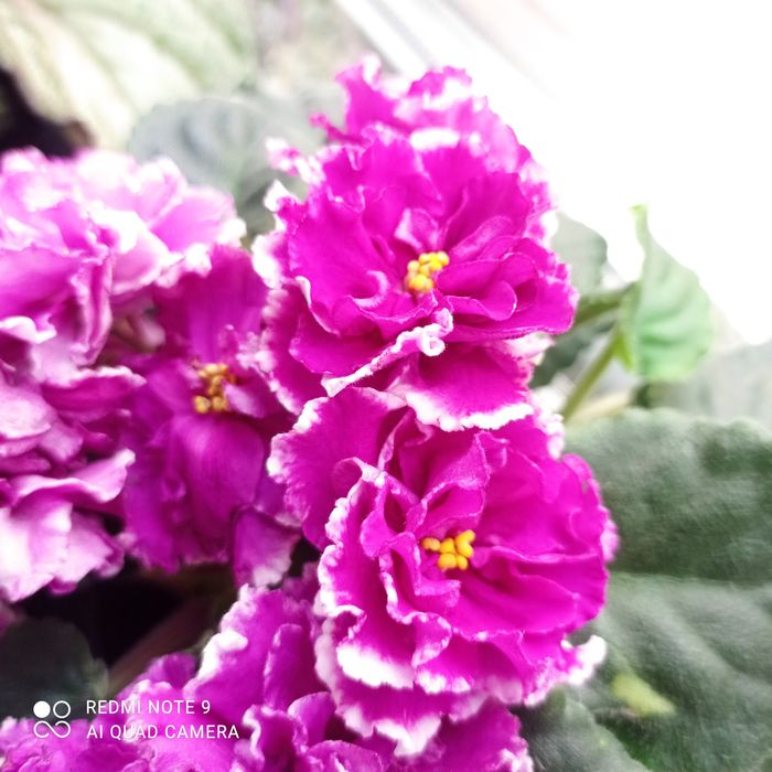 Фіалки квітучі дорослі