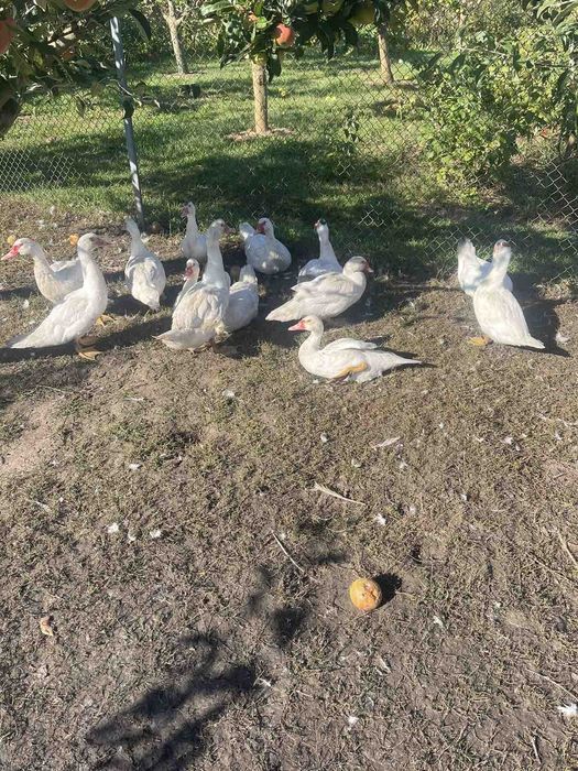 Качки шипуни.        .