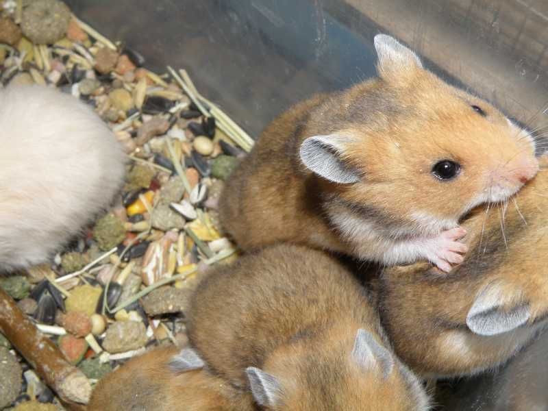 Chomiki syryjskie z 10.11.2025r - Wrocław