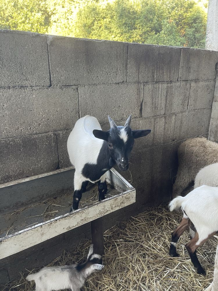 Cabrito Micro Anão