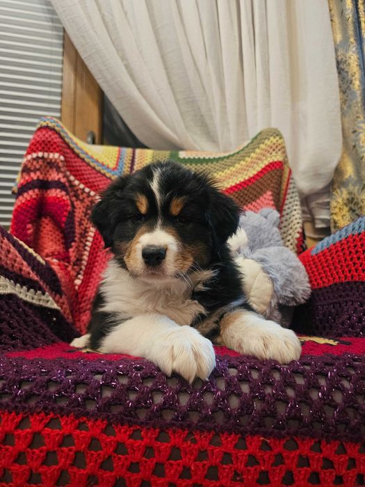 Owczarek Australijski (AUSSIE) - Black tri -  ZKwP - FCI