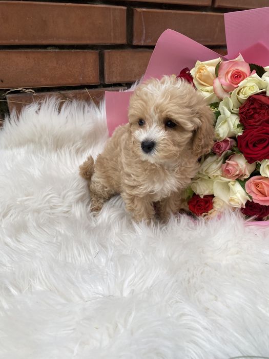 Найгарніші цуценятка мальтипу ф1