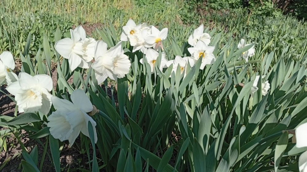 Нарциси трубчасті сортові