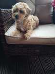 Maltipoo piesek hybryda f1