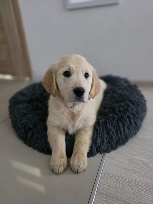 Golden Retriever piesek metryka do odbioru chip szczeniak