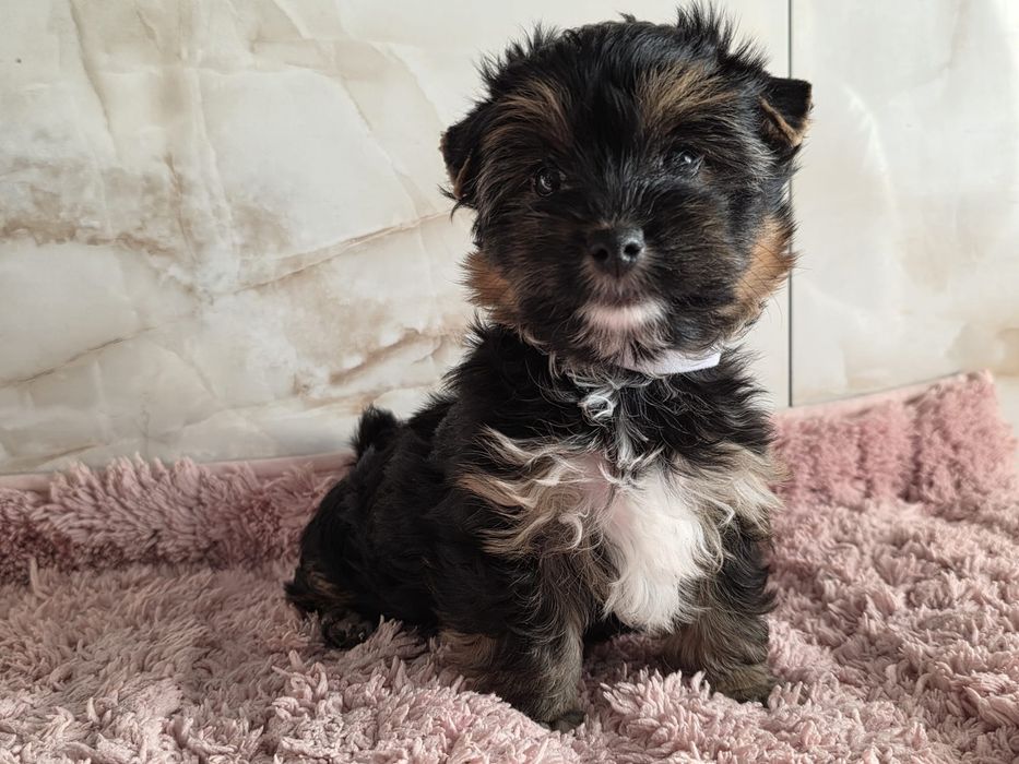 Piesek Yorkshire Terrier