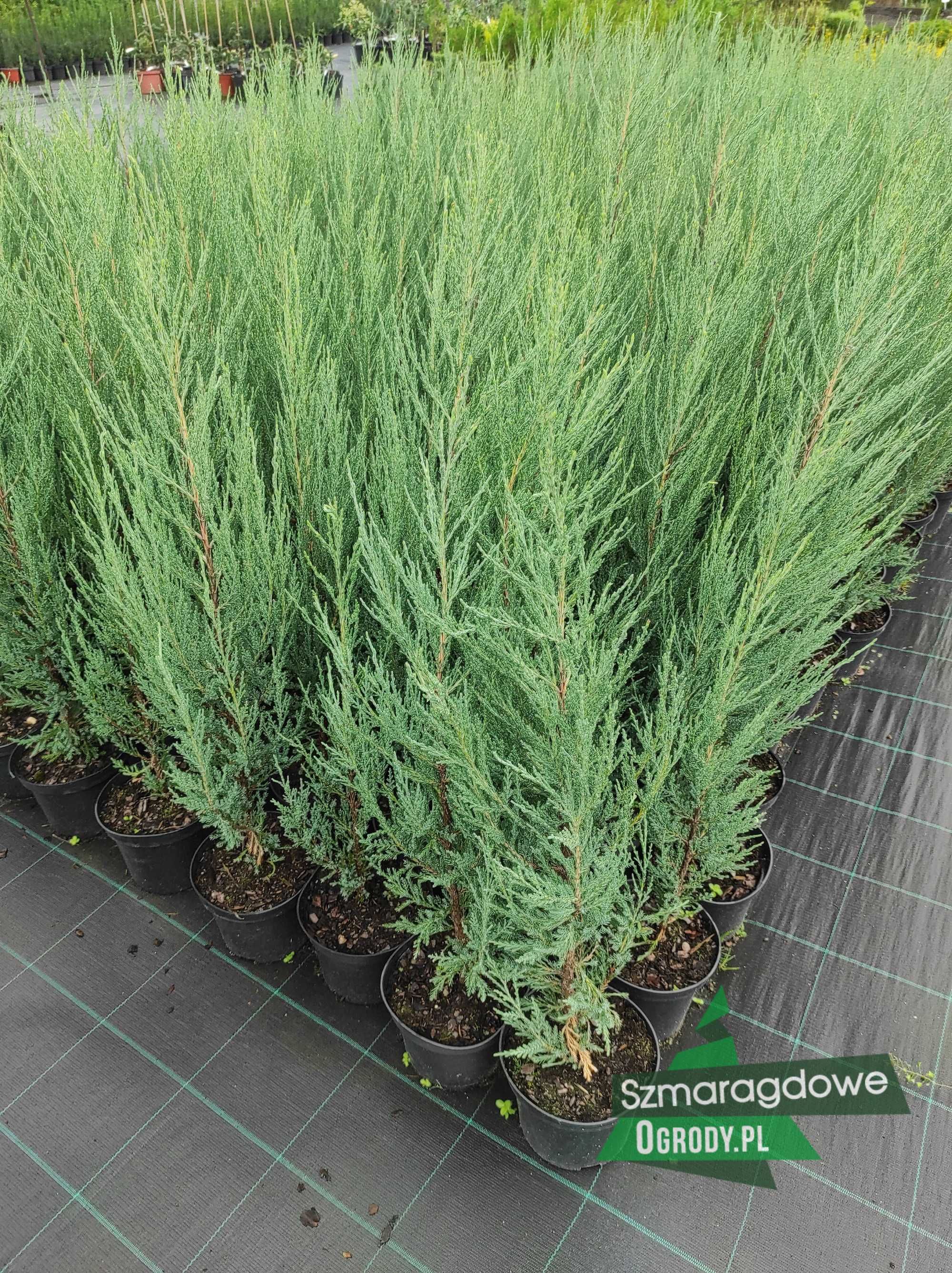 Jałowiec kolumnowy BLUE ARROW juniperus scopulorum C2 60cm WYSYŁKA