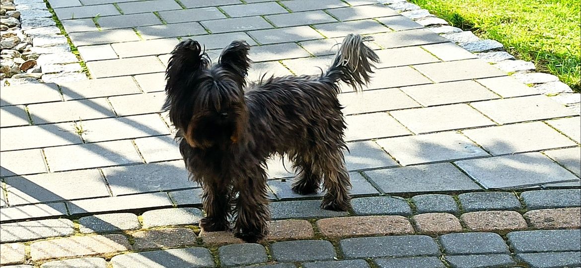 Yorkshire Terrier - Reproduktor black and tan. Carllo