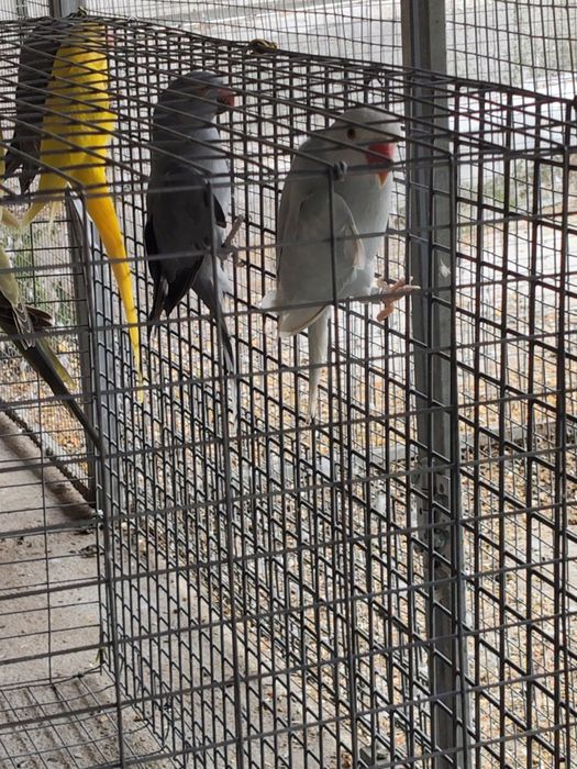 Ring Necks Cedência