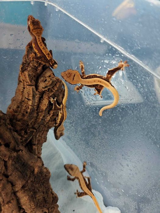Gekon orzęsiony Correlophus ciliatus młode