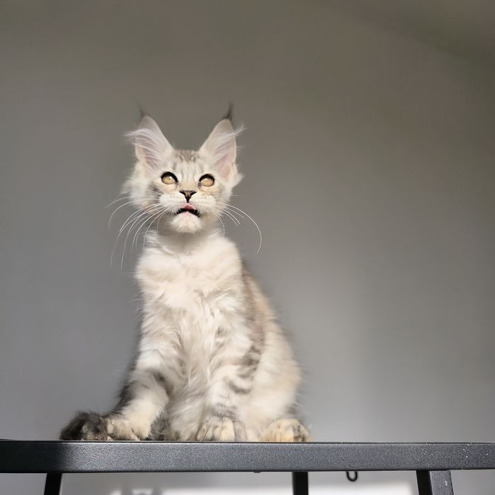 Kotka Maine Coon czarny ze srebrem - rodowód FPL