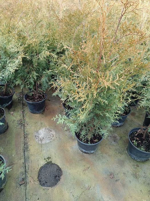 PROMOCJA - TUJA Brabant 90-120cm, 7L doniczki