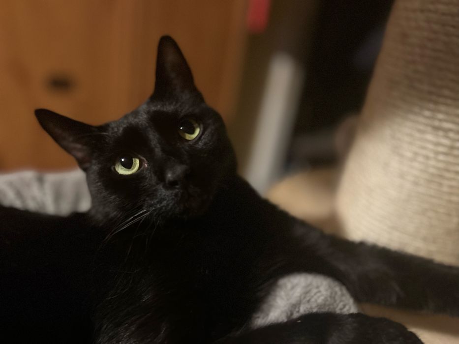 Kocurek do adopcji