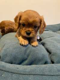 Cavalier king charles spaniel-zkwp