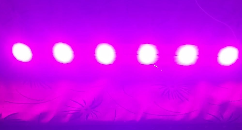 Фитолампа для подсветки архидей.