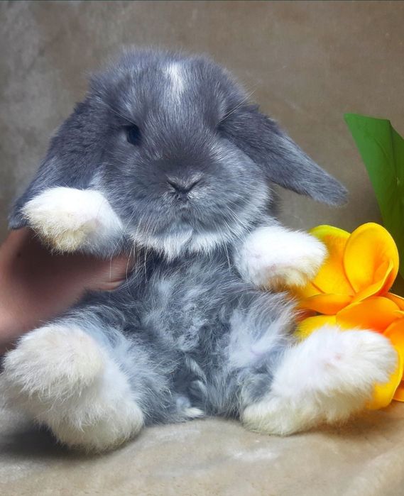Карликовый мини кролик,карликові міні кролики,Вислоухий баранчик