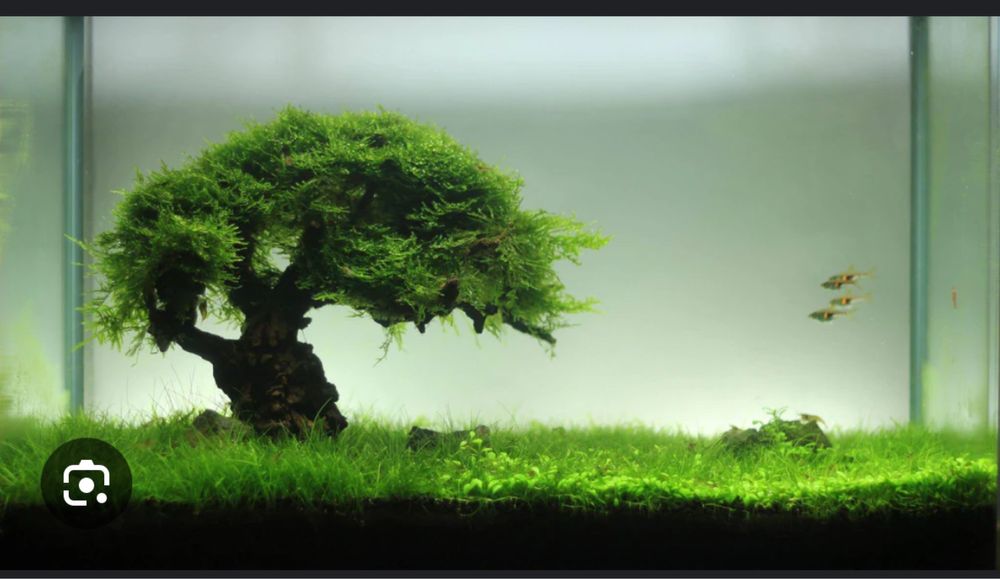 Tronco bonsai aquario