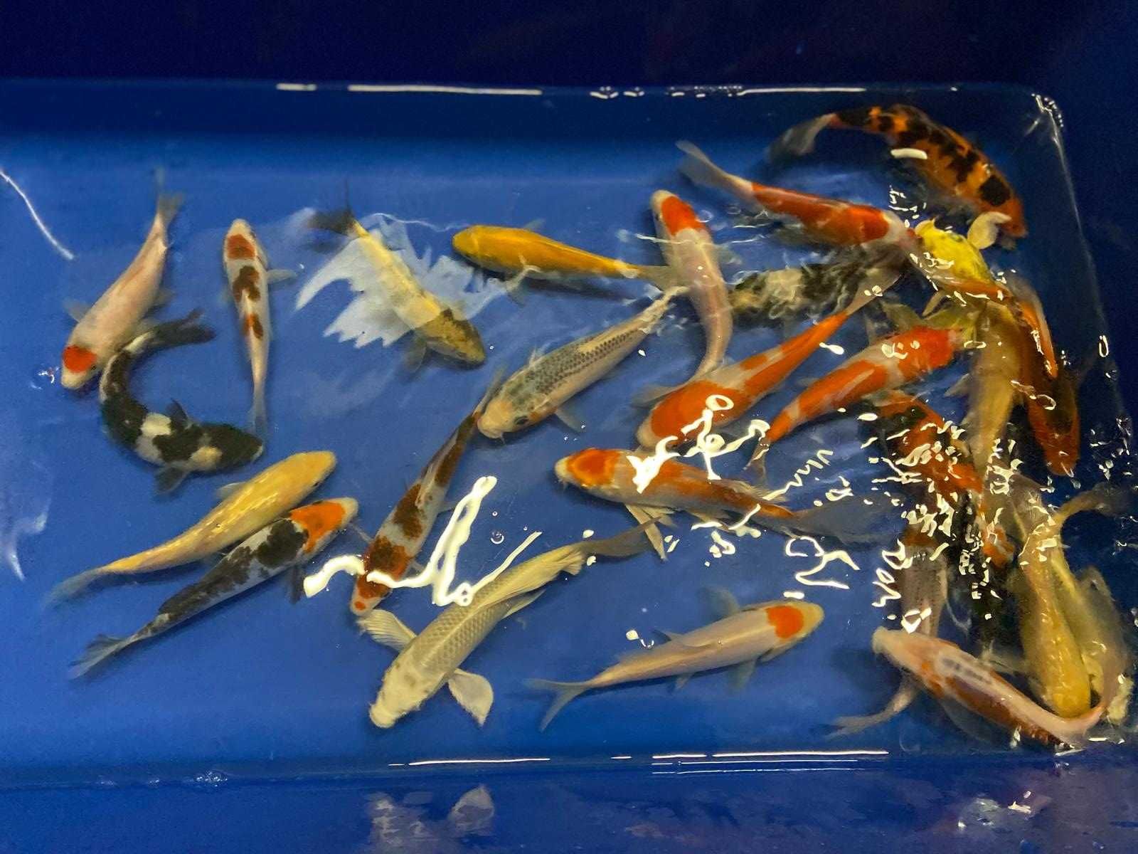 Karp Koi Oryginalny z Japonii