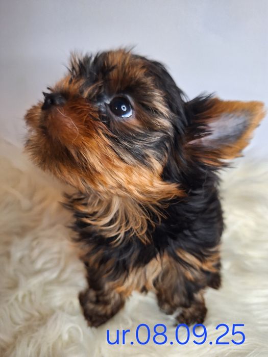 York śliczna mała sunia