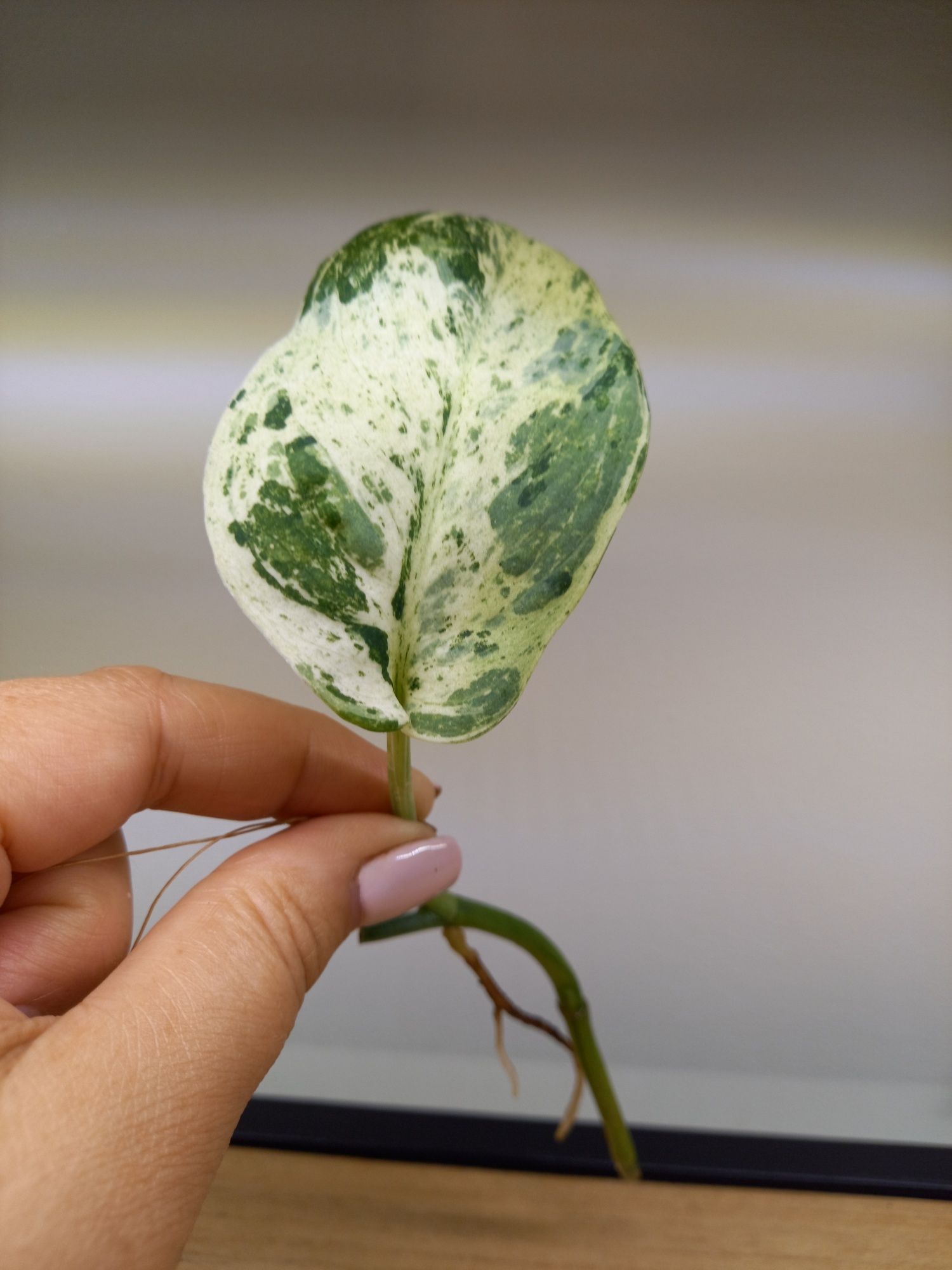 Scindapsus Jade Satin Marble