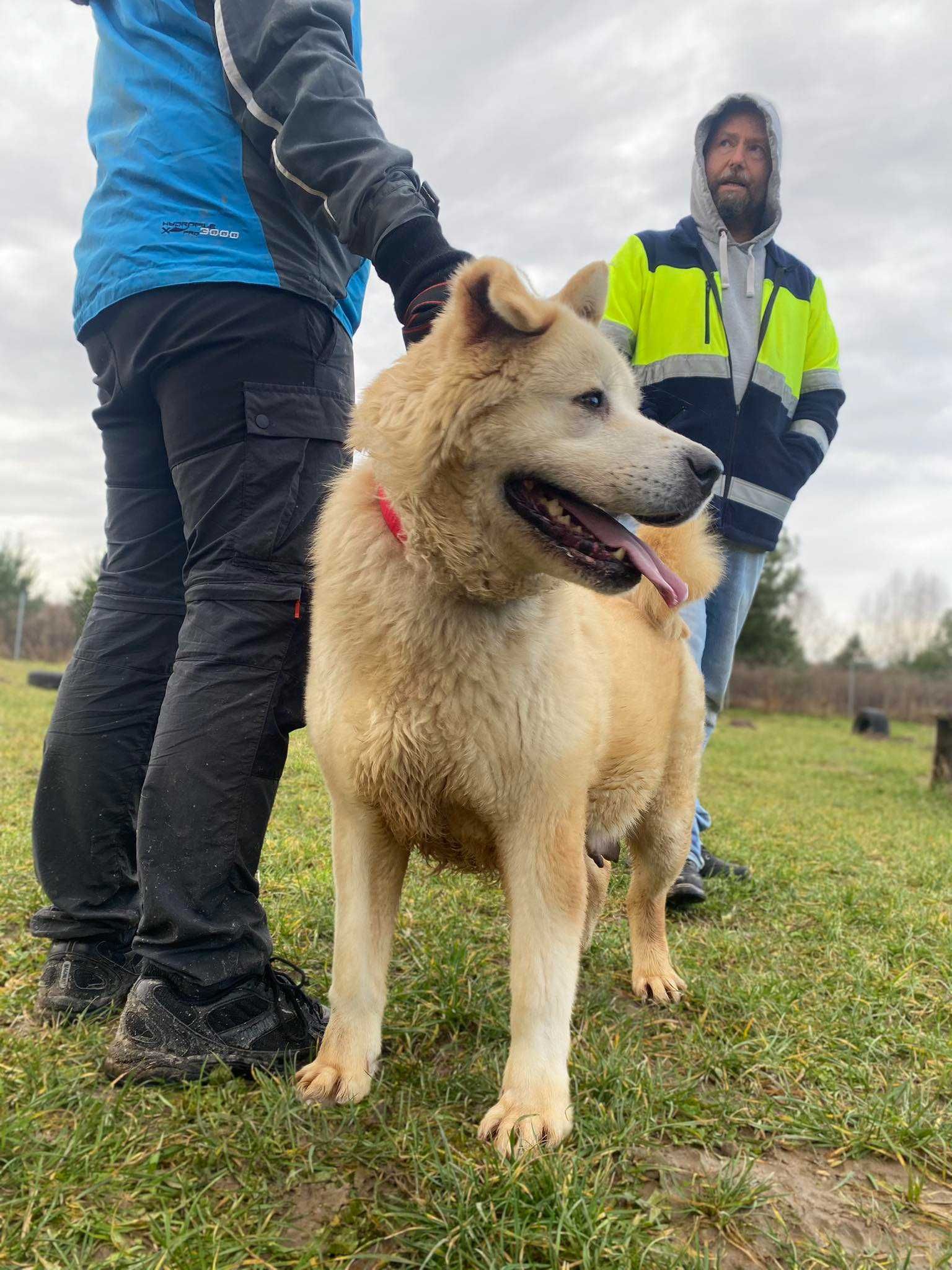 Prawdziwa Królowa do adopcji! Sheba szuka domu stałego/tymczasowego