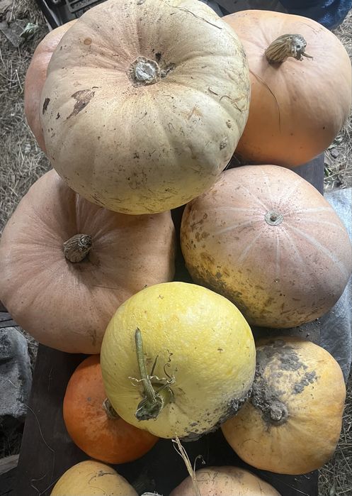 Dynie ozdobne,jadalne zapraszam