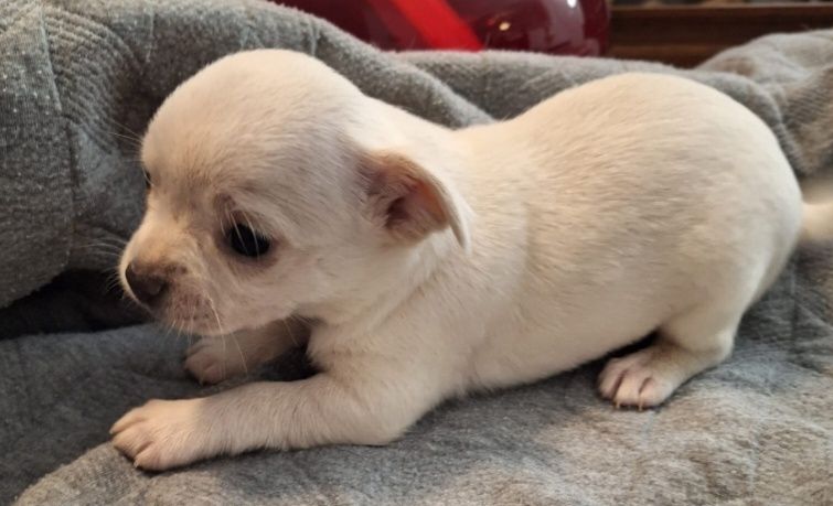 Chihuahua Miniatura  BRANOO  Neve Mini