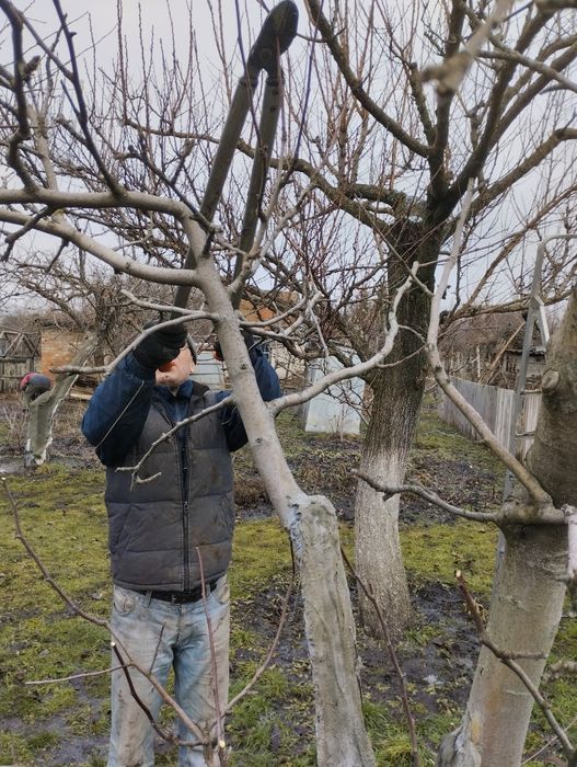 Обрезка сада, обрезка фруктовых деревьев для улучшения плодоношения.