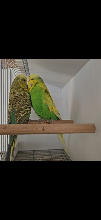 Casais de poupas e ingleses, entre outras várias aves.