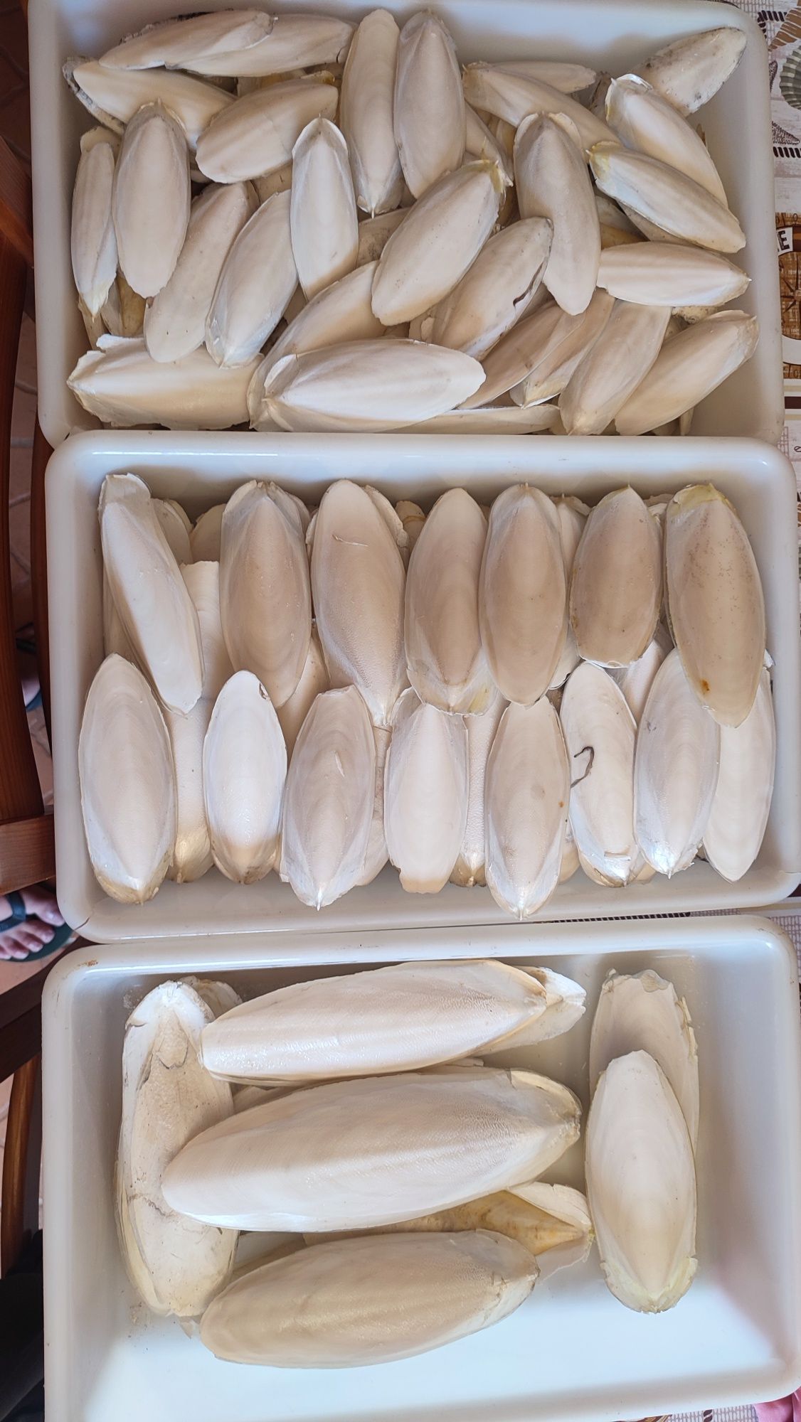 Cascas de chocos