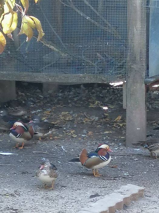 Patos Mandarim (casais adultos)